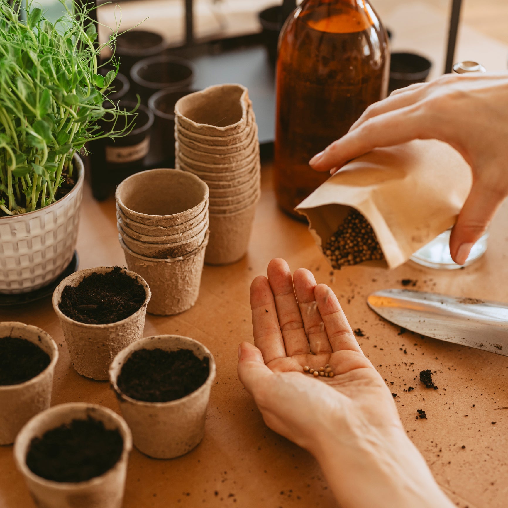 Sow Now: Planting Prep