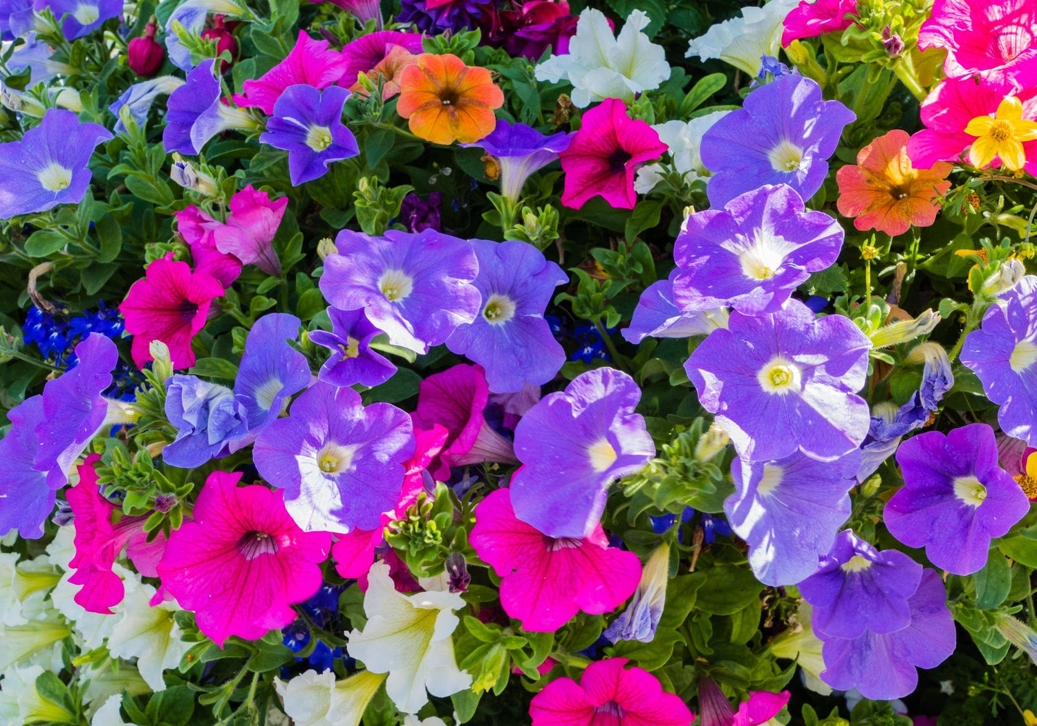 Colorful mix of petunia flowers including purple, pink, and white.