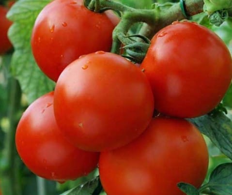 Tomato – Red Centre F1