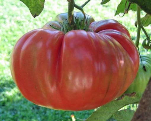 Tomato | Brandy wine (Heirloom )