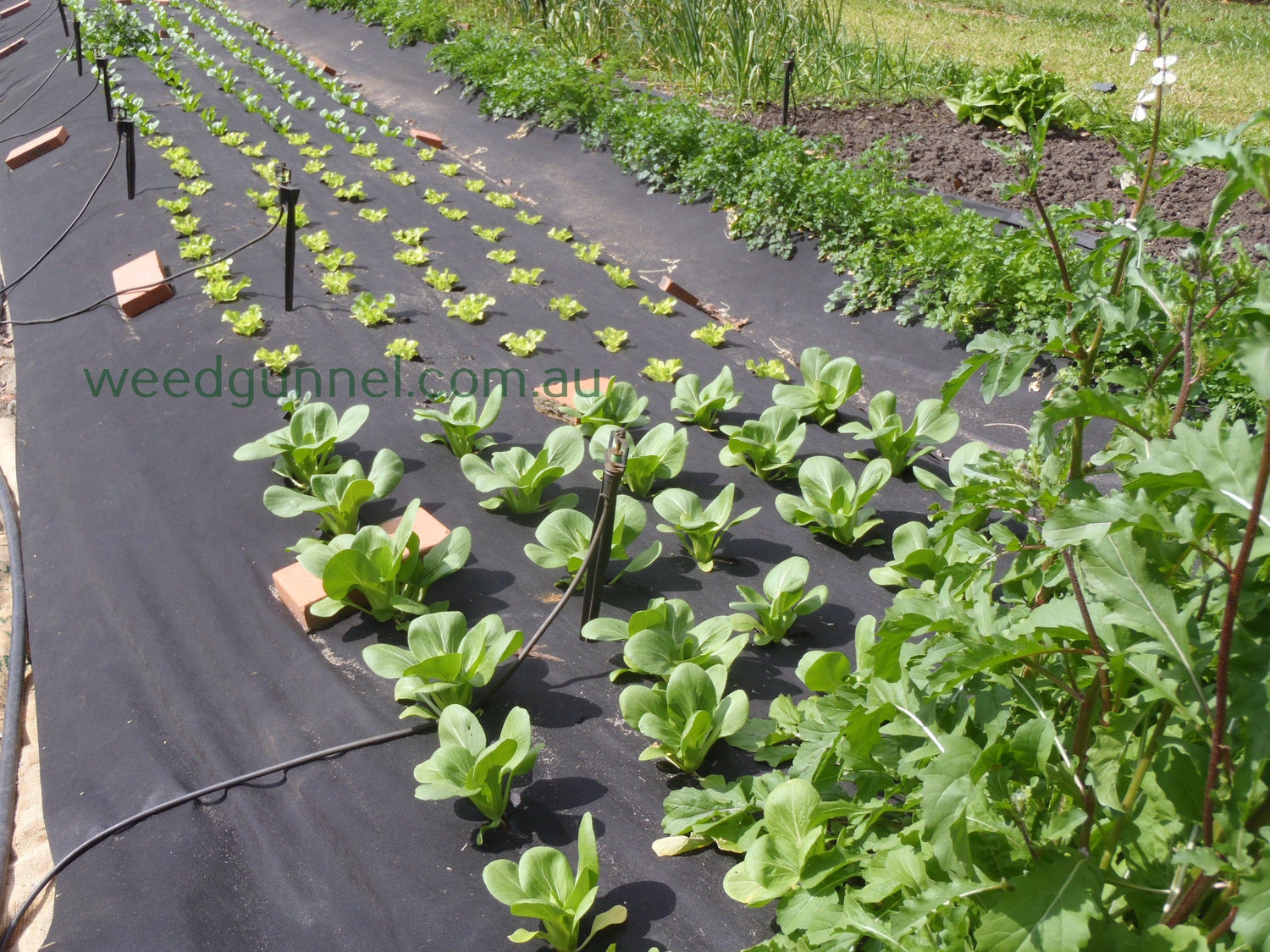Weed Gunnel |  1.8m x 10m | Aussie Made