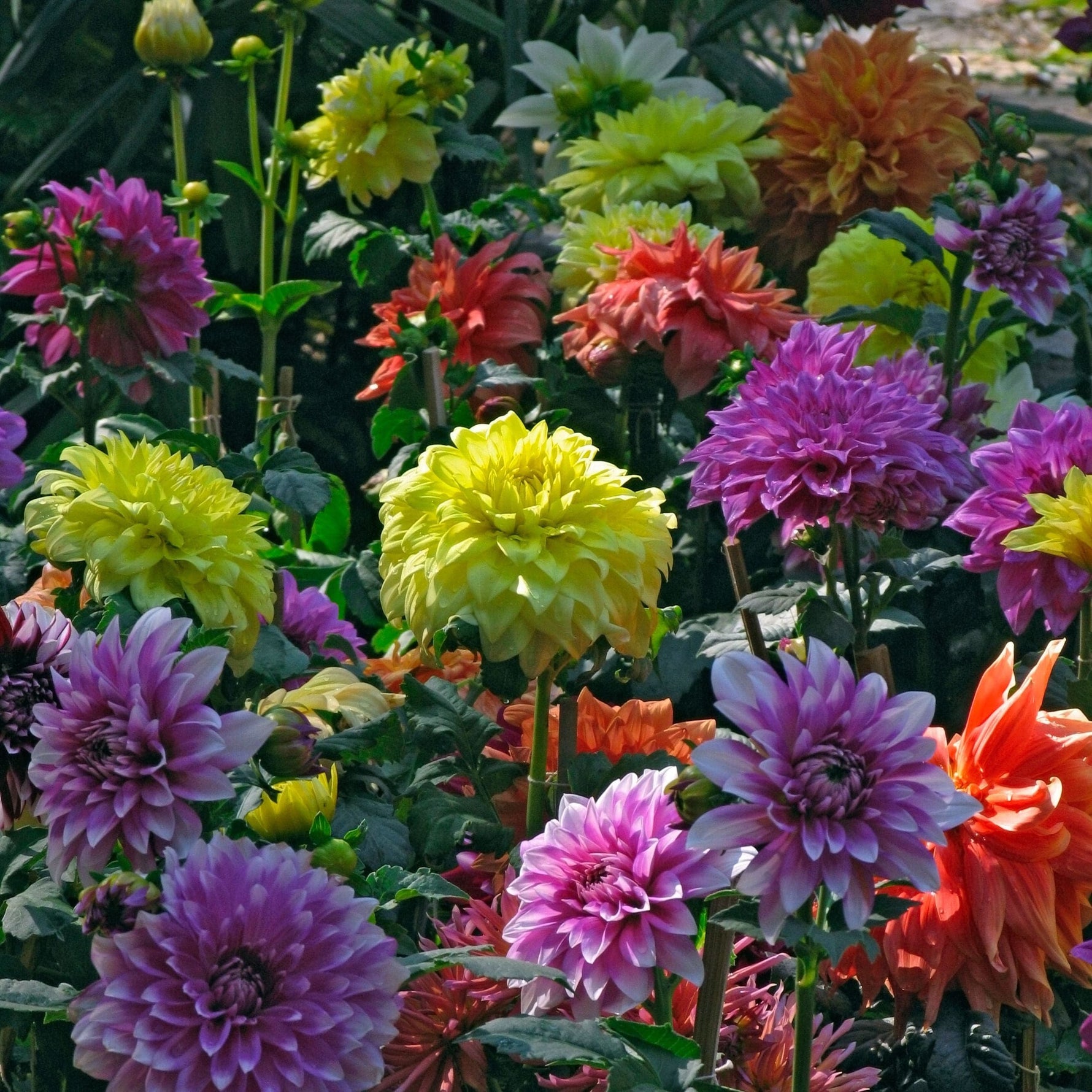 Colorful flowers including yellow, pink, and orange in a garden setting.