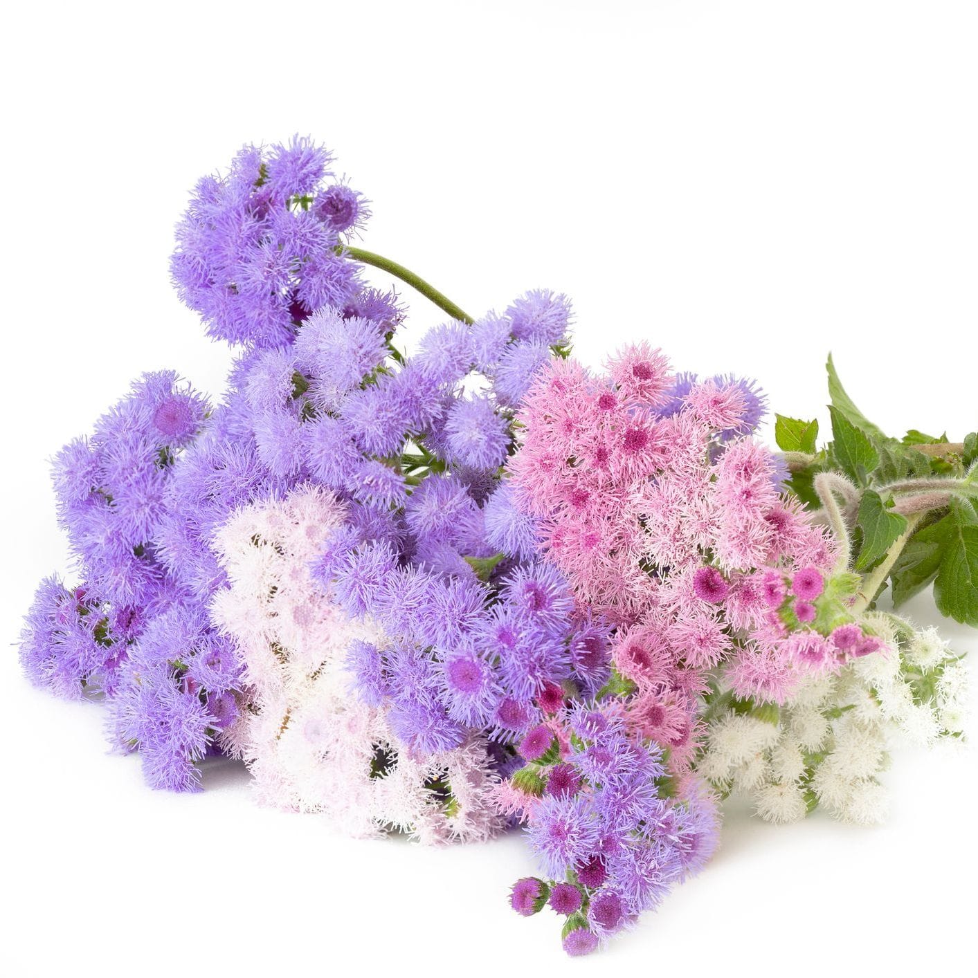 Bouquet of purple, pink, and white flowers on a white background