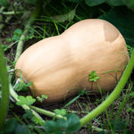 Butternut squash growing in a garden with green leaves and stems.