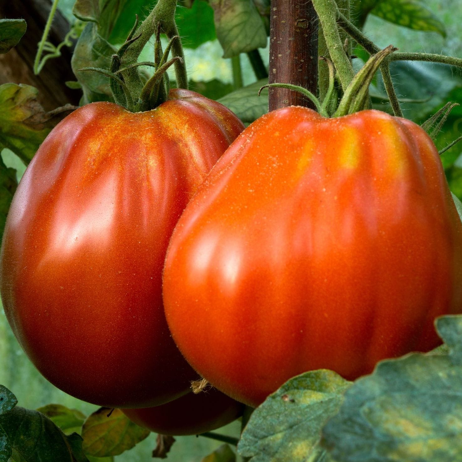 Tomato – Oxheart Pink (Heirloom)