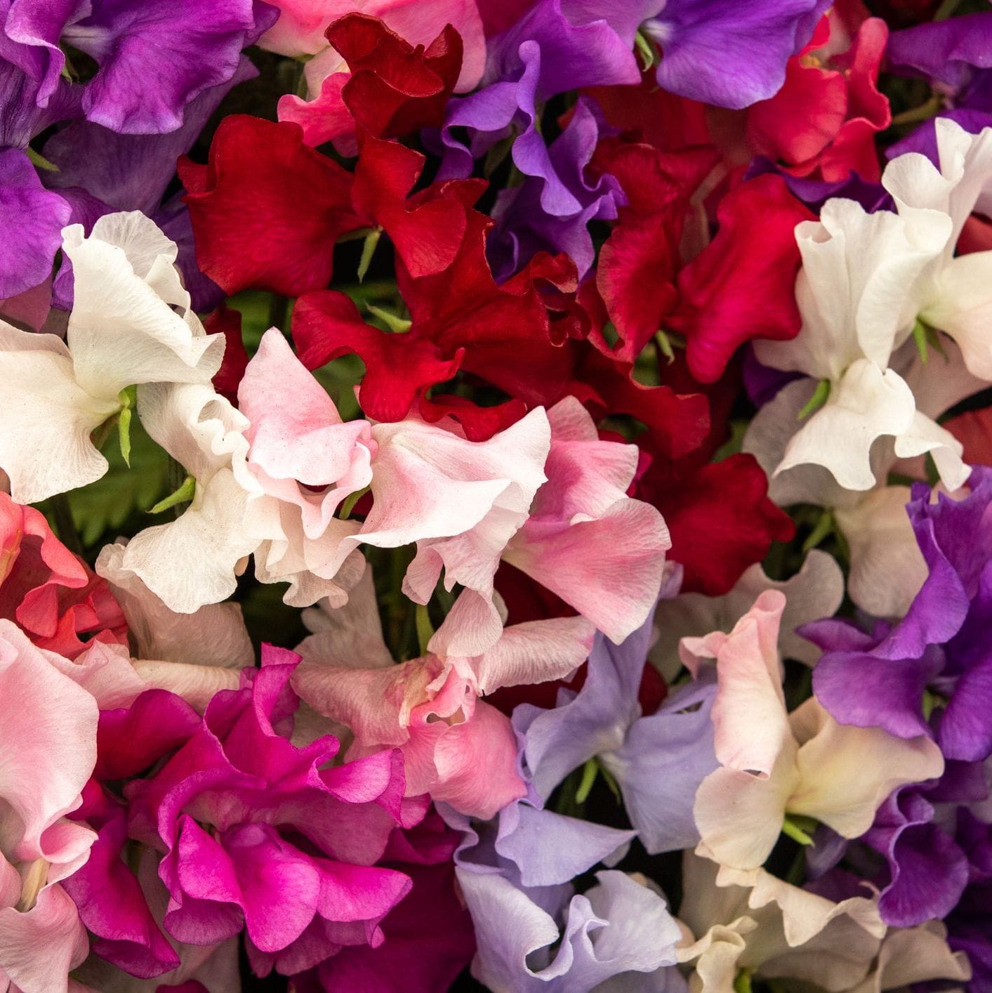 Sweet Pea – Scented Mix