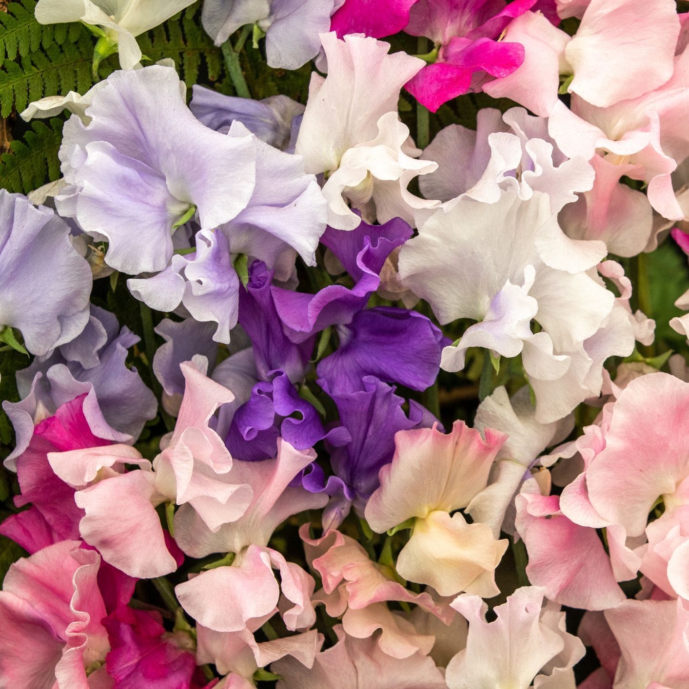 Sweet Pea – Early Multiflora Mix