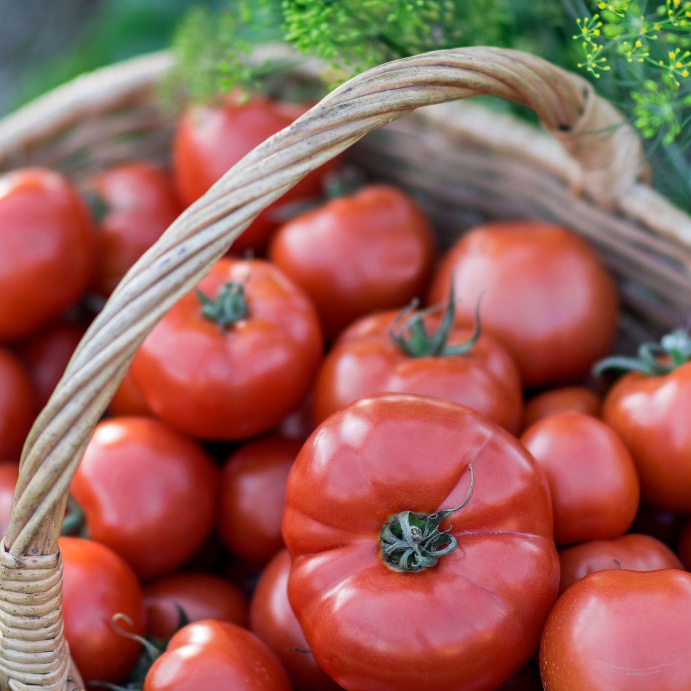 Tomato – ES 58 (Heirloom)