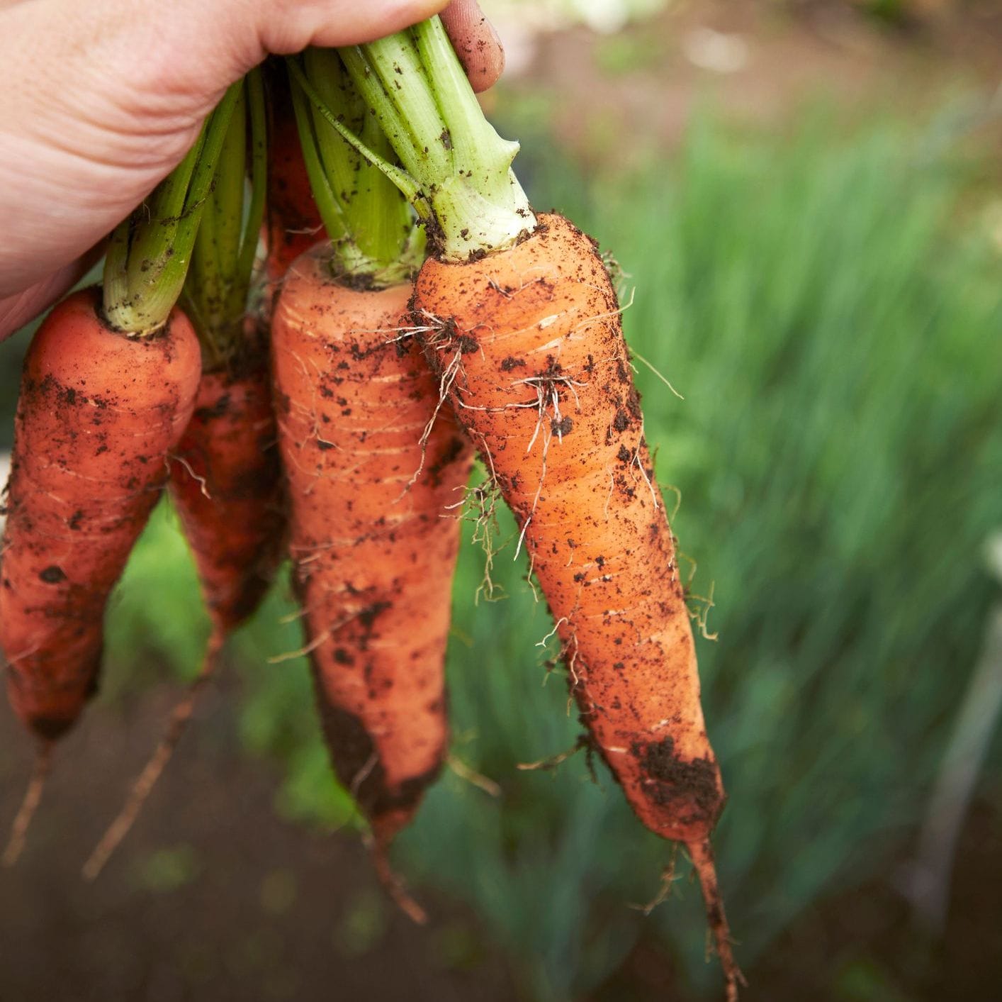 Carrot | Baby Amsterdam | Heirloom