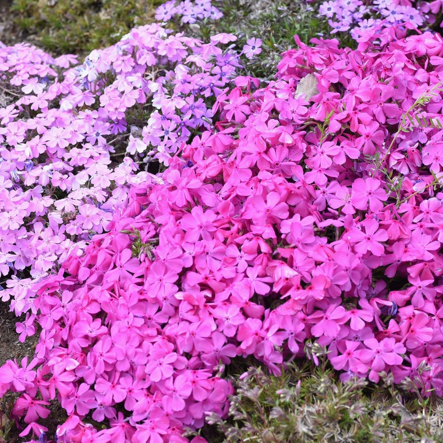 Close-up of pink and purple flowers