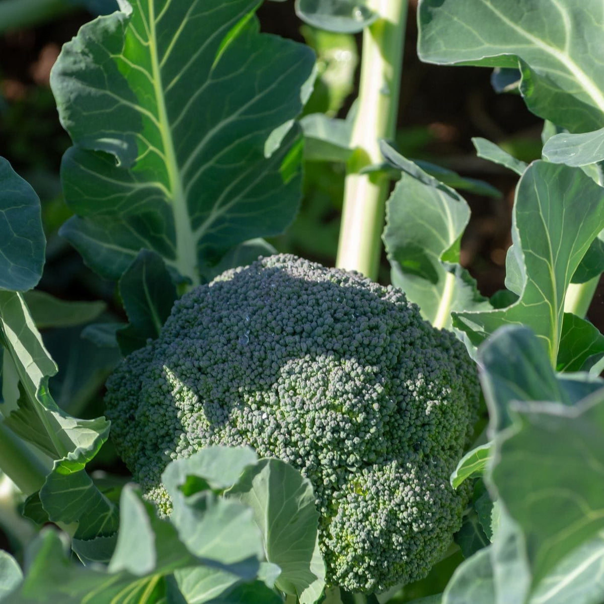 Broccoli head surrounded by green leaves in a garden setting