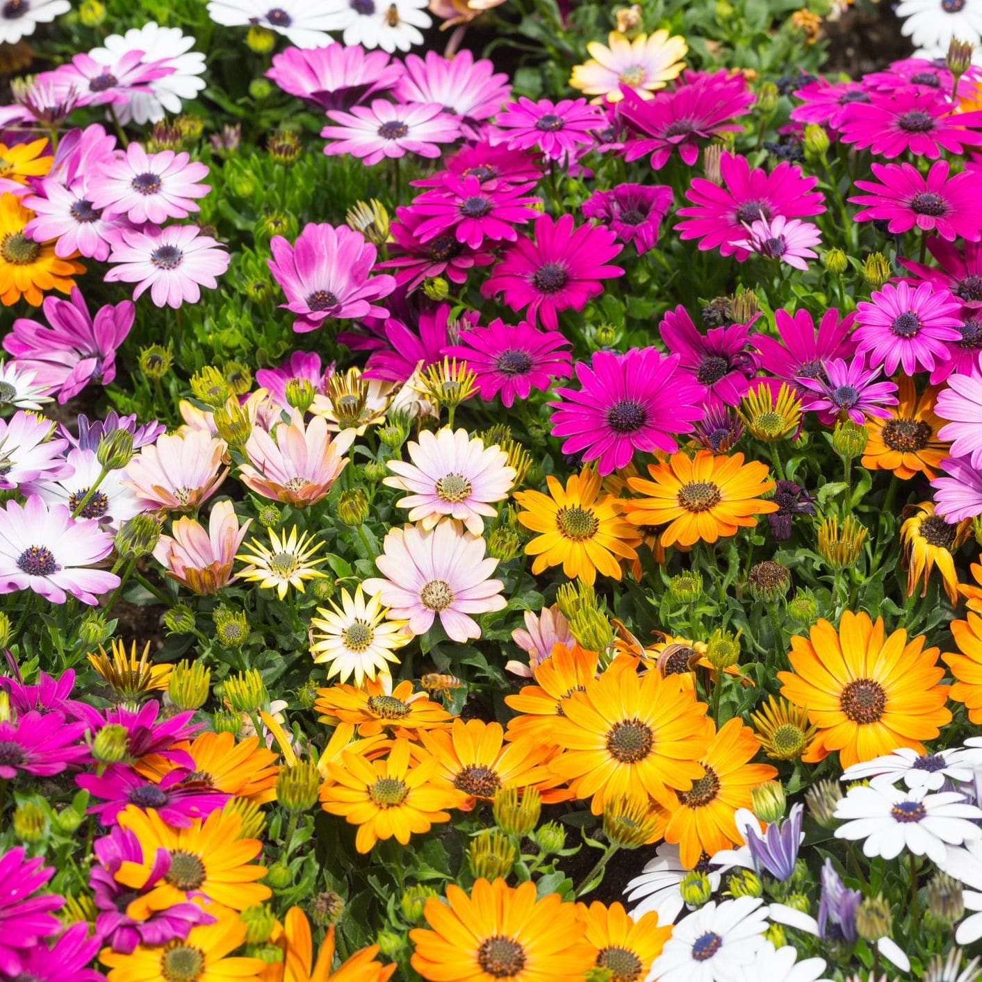 African Daisy | Osteospermum ‘Ballade Mix’ | Limited stock