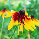 Close-up of a yellow and red flower with a blurred green background