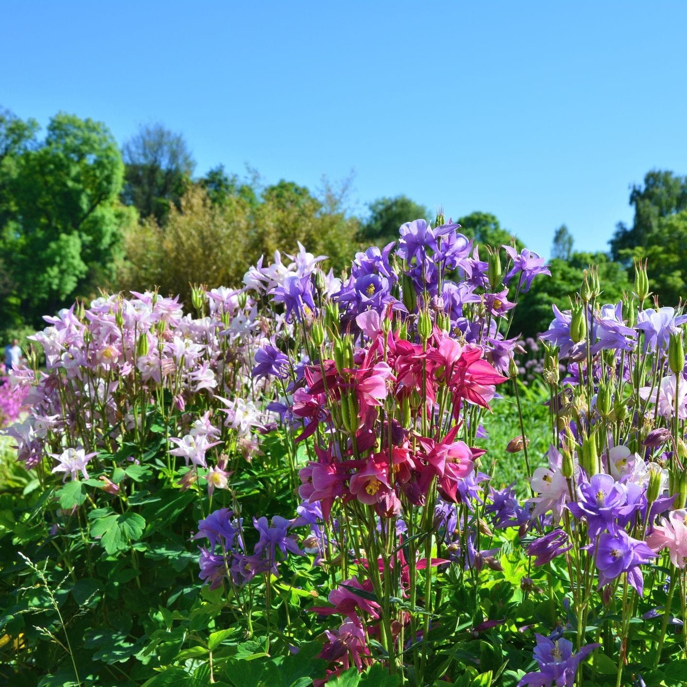 Colorful flower field with pink, purple, and white flowers under a clear blue sky.