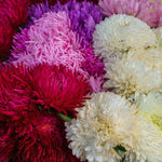 Close-up of colorful flowers including pink, white, and red.