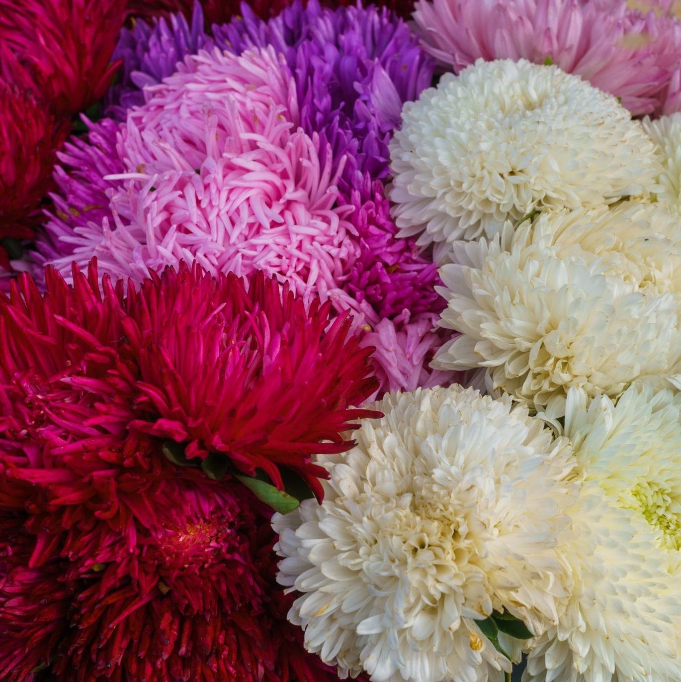 Close-up of colorful flowers including pink, white, and red.
