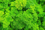 Close-up of green leafy vegetables