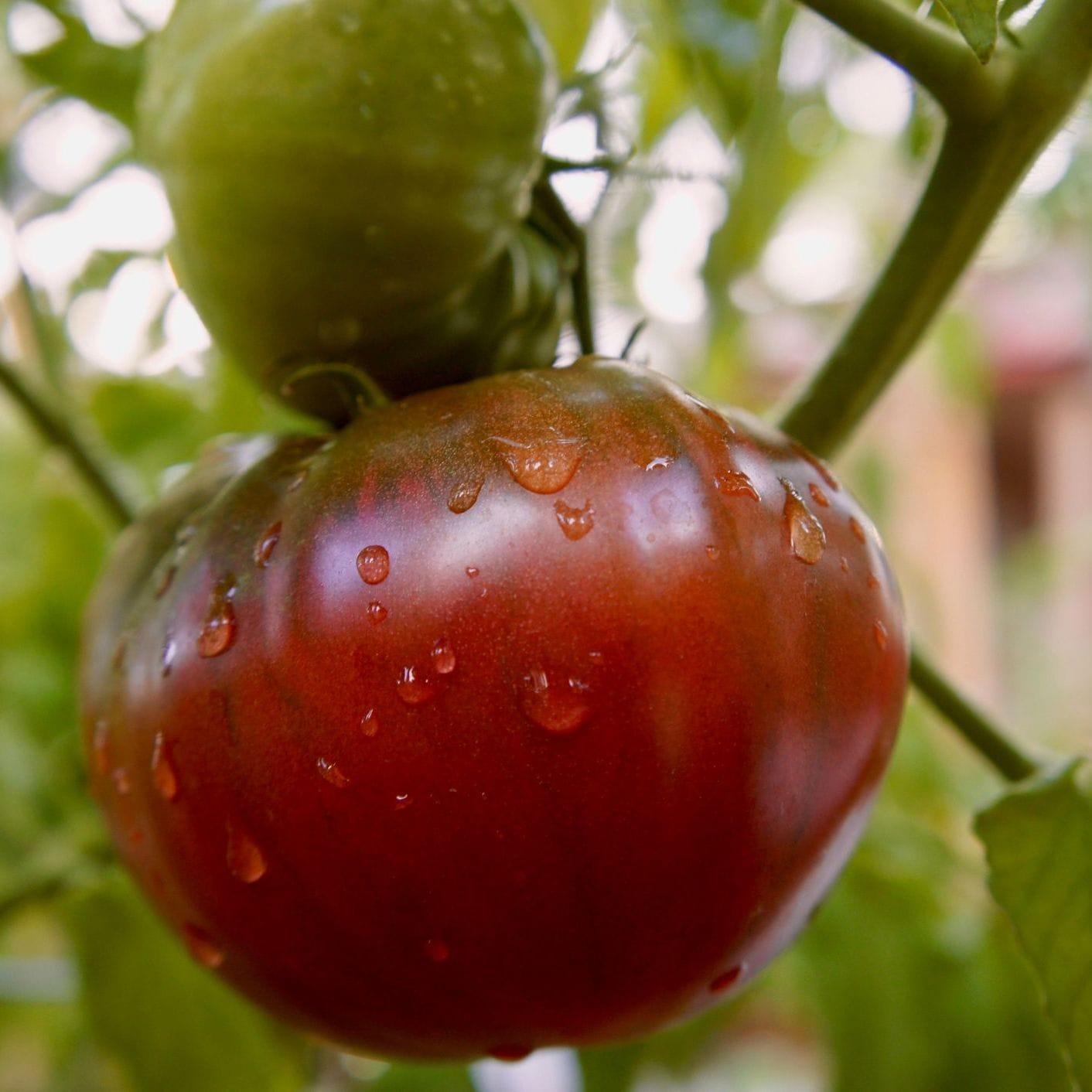 Tomato – Cherokee Purple (Heirloom)