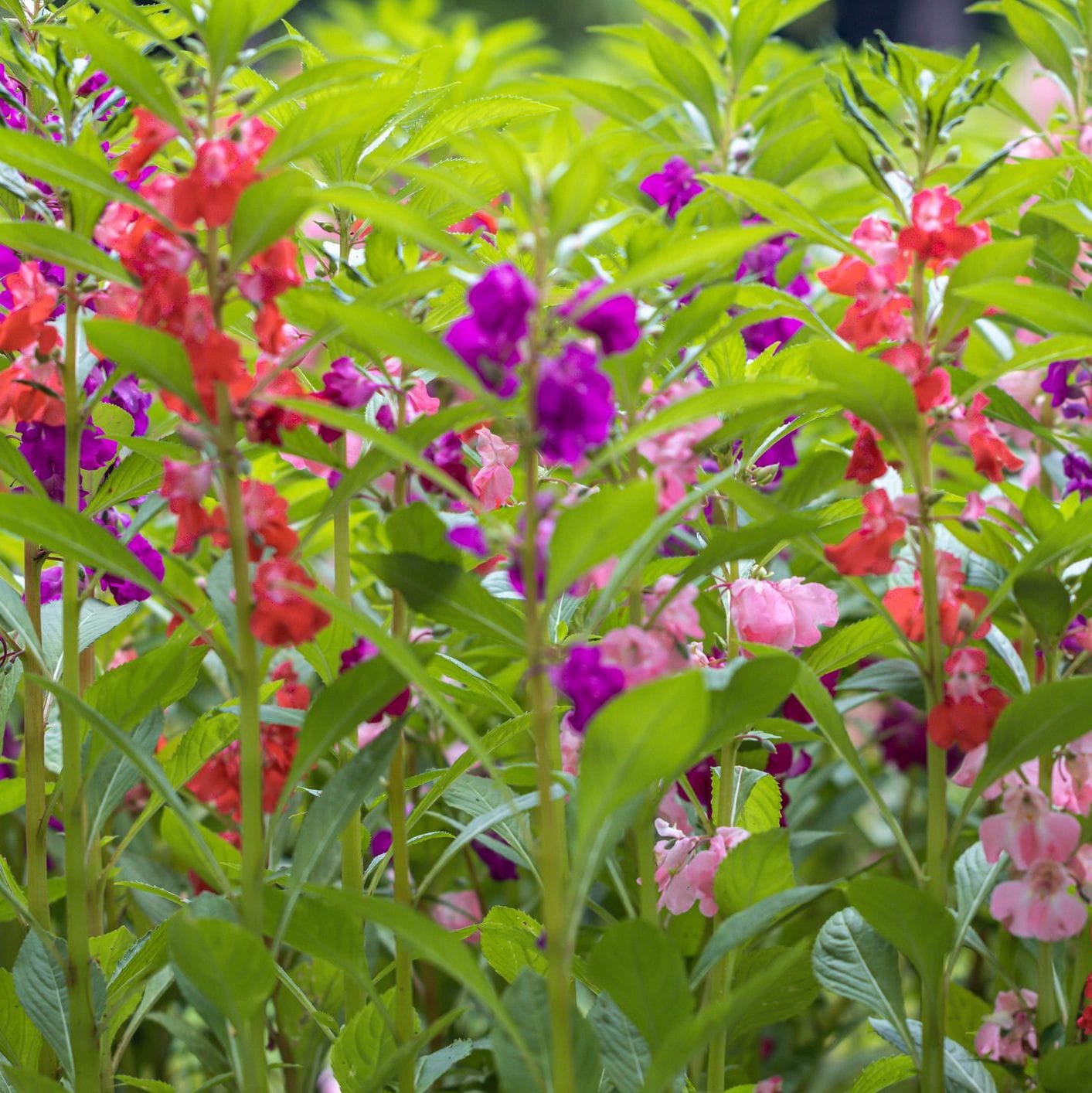 Balsam Tom Thumb Mixed