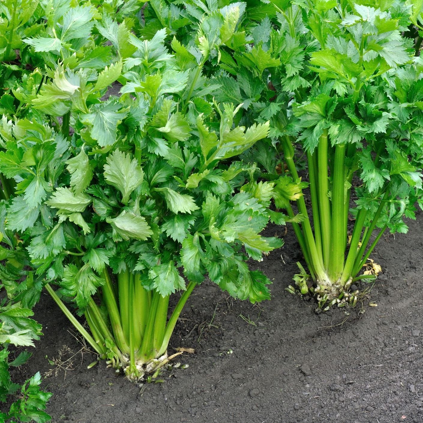 Bundles of celery plants growing in soil