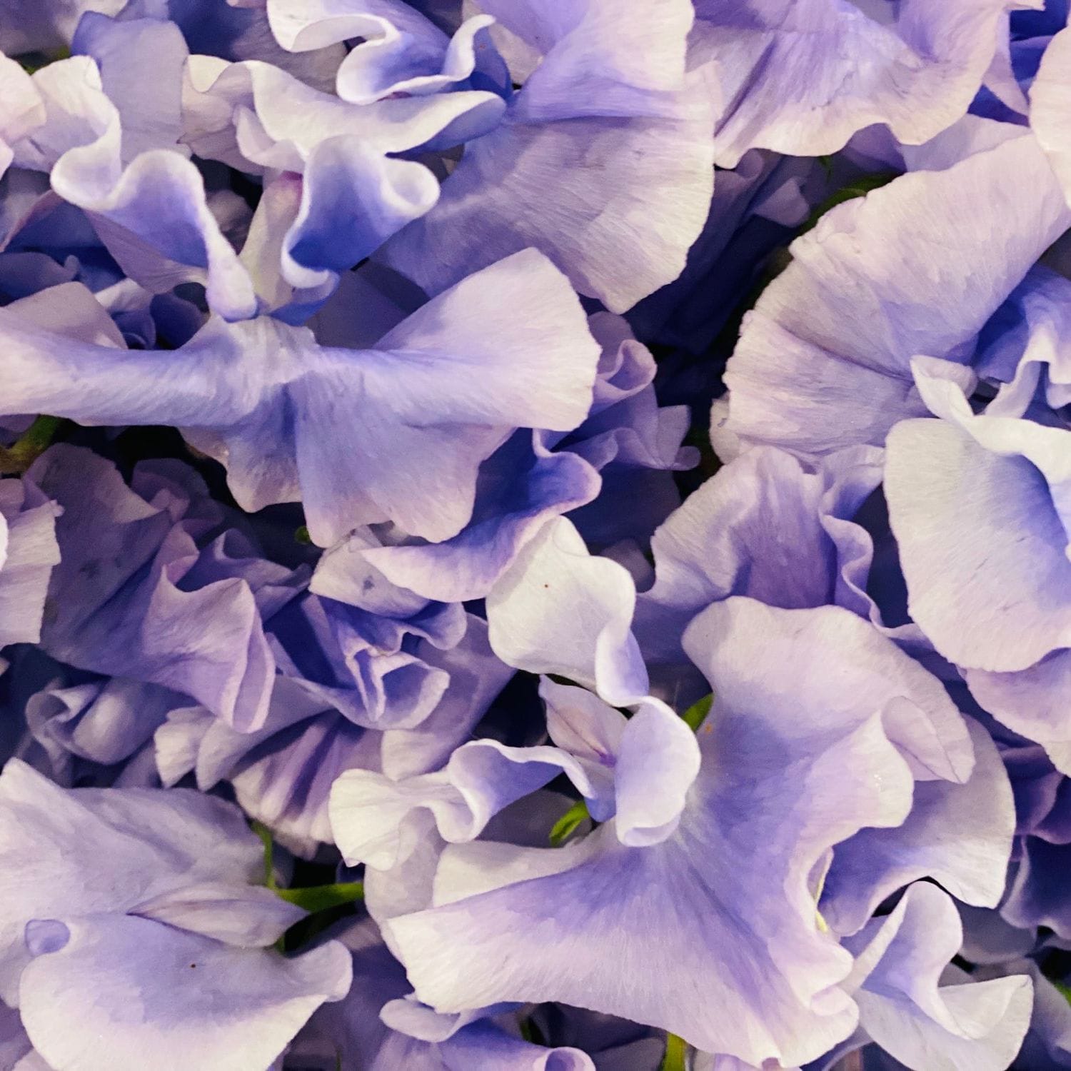 Sweet Pea – Streamers Lavender