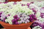 Potted plant with white and purple flowers