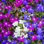 Close-up of colorful flowers including purple, pink, and white.