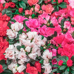 Close-up of pink and white flowers with green leaves