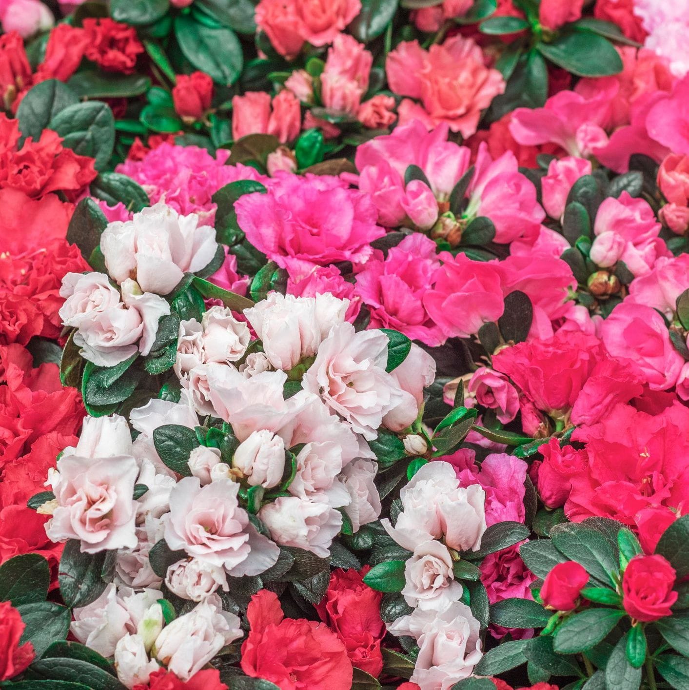 Close-up of pink and white flowers with green leaves
