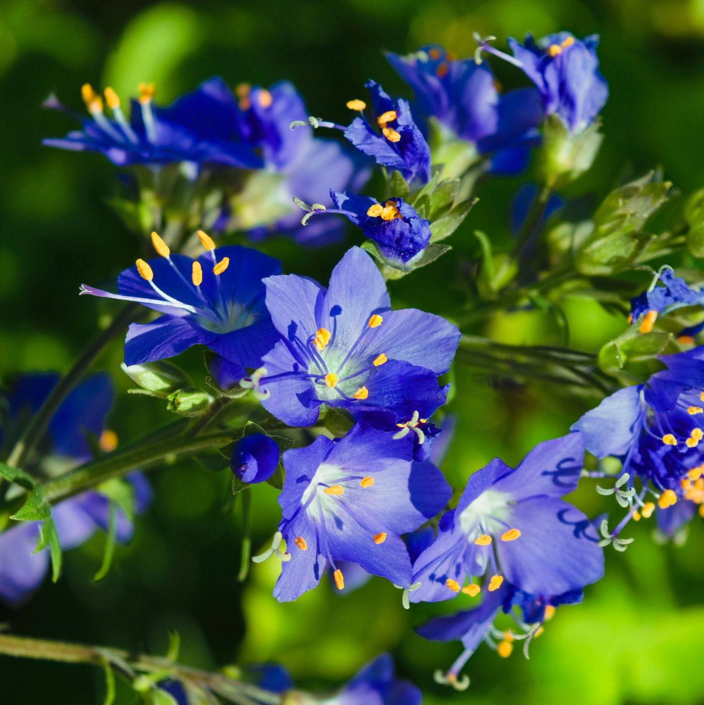 Close-up of blue flowers with yellow centers on a blurred green background