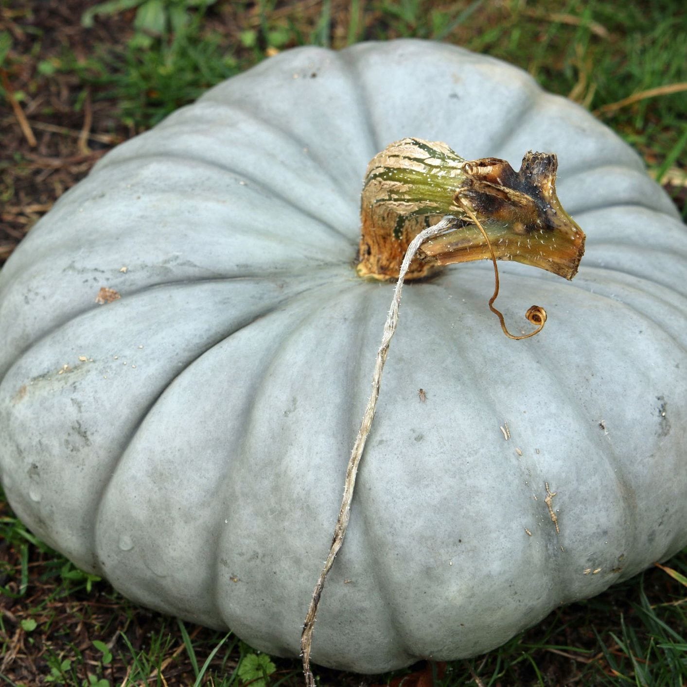 Gray pumpkin on a grassy background