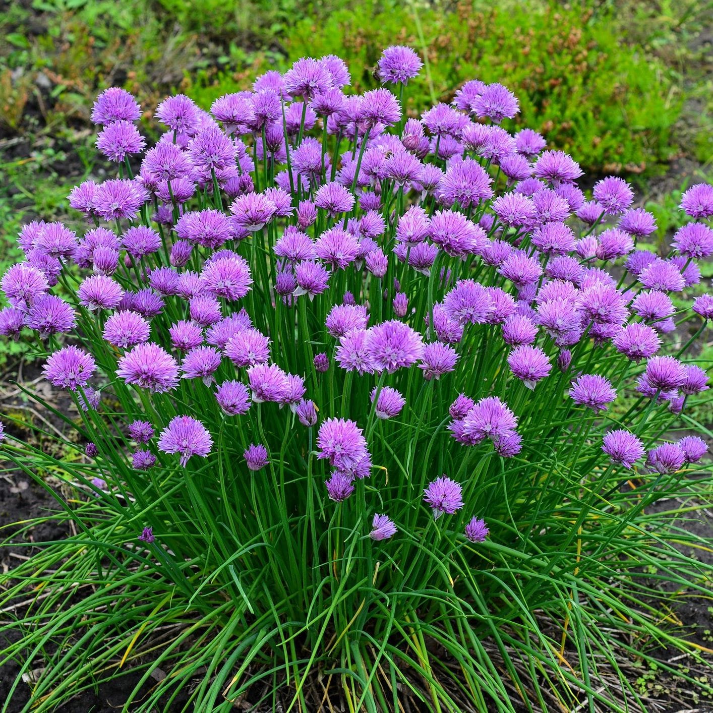 Chives - Garlic