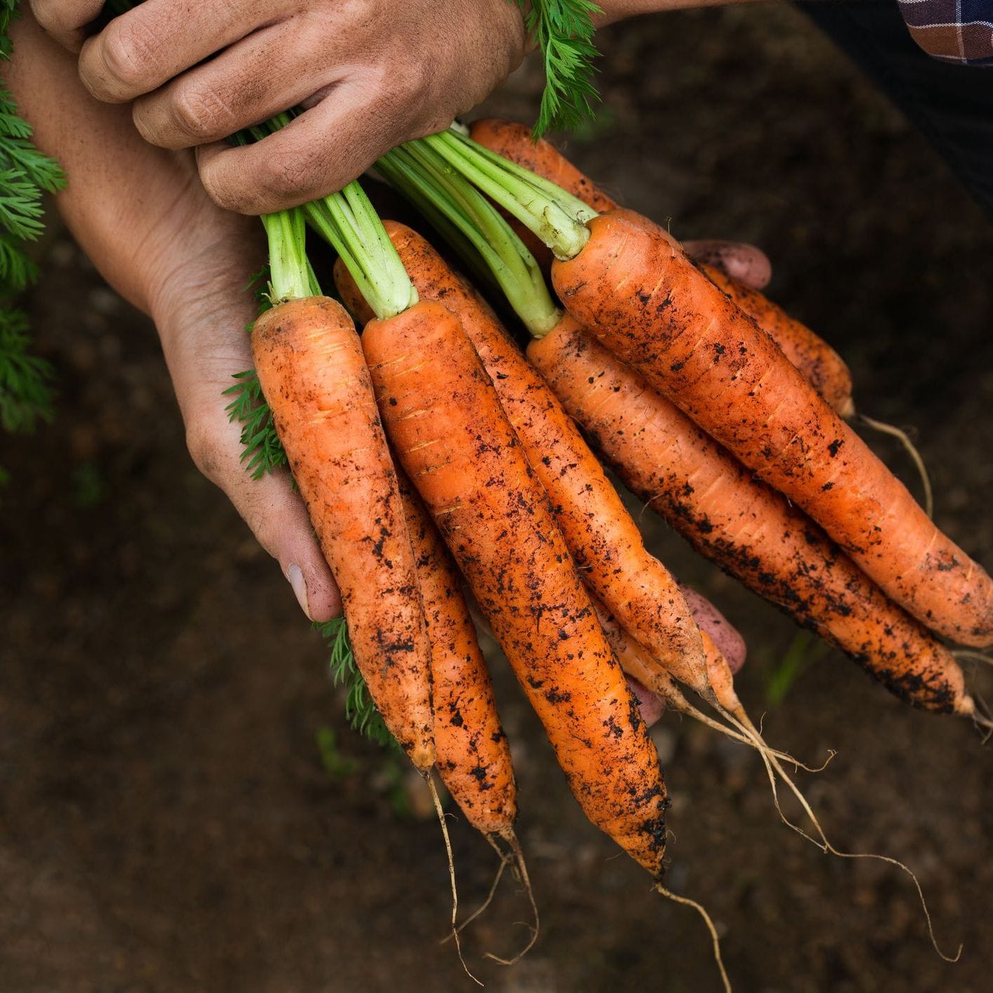 Carrot All seasons | Heirloom