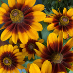 Close-up of yellow and brown flowers with green leaves