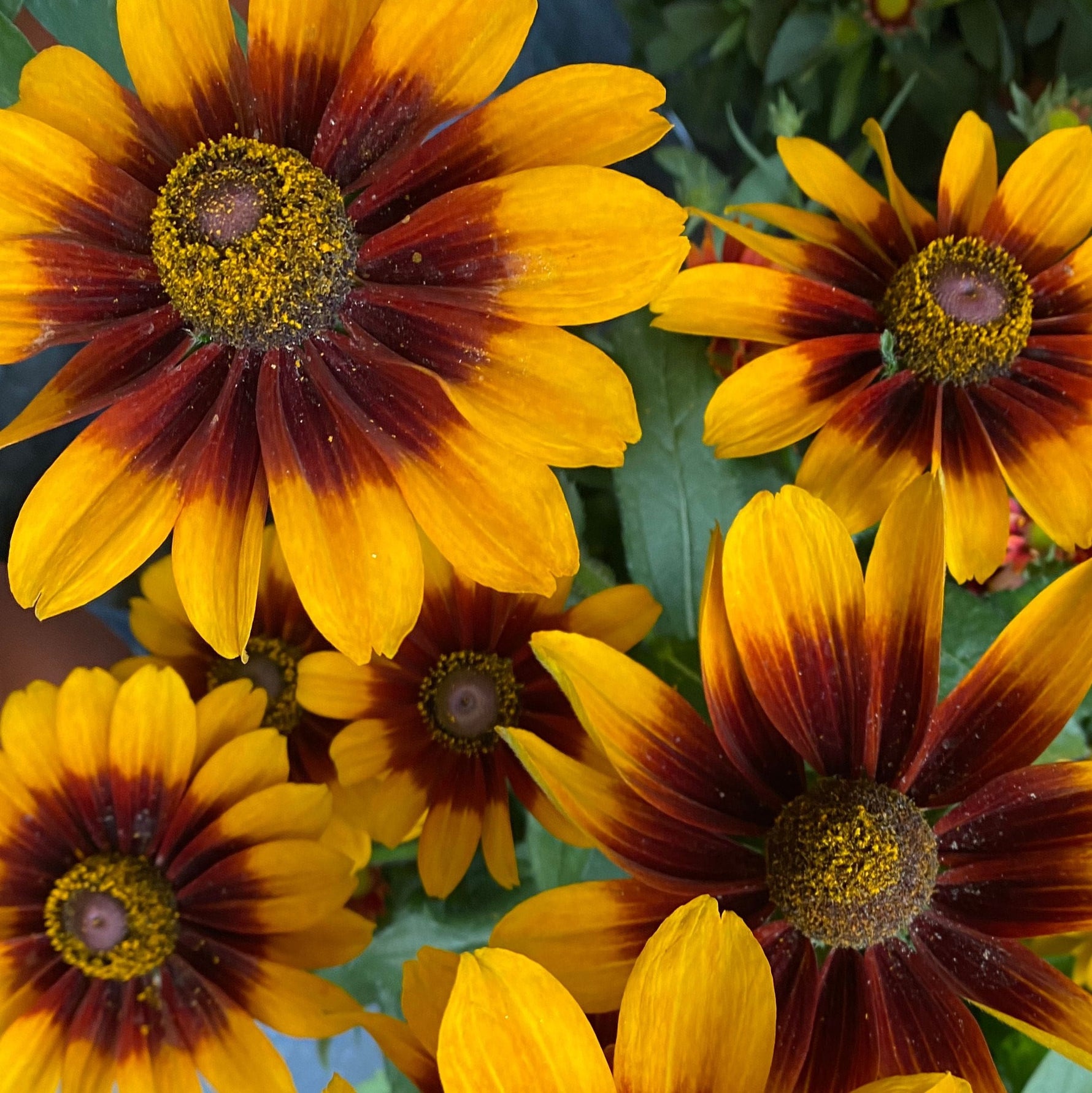 Close-up of yellow and brown flowers with green leaves