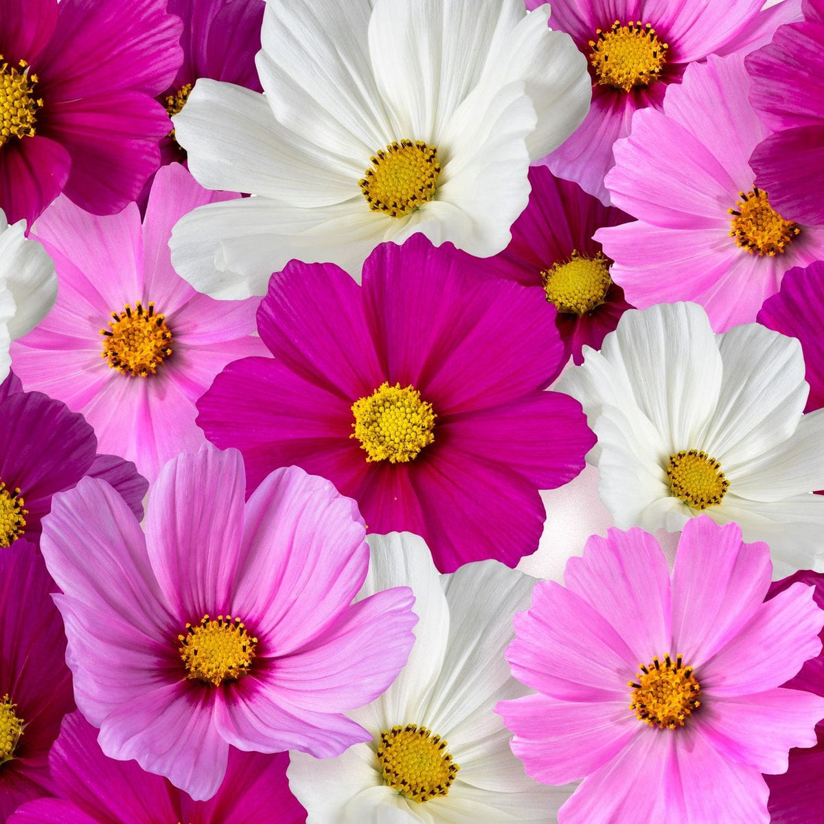 Close-up of pink, white, and purple flowers with yellow centers.