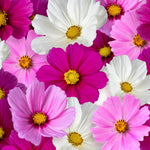 Close-up of pink, white, and purple flowers with yellow centers.