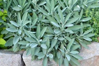 Green leafy plant with a stone wall in the background