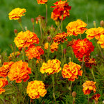 Bouquet of orange and yellow marigold flowers in a garden setting