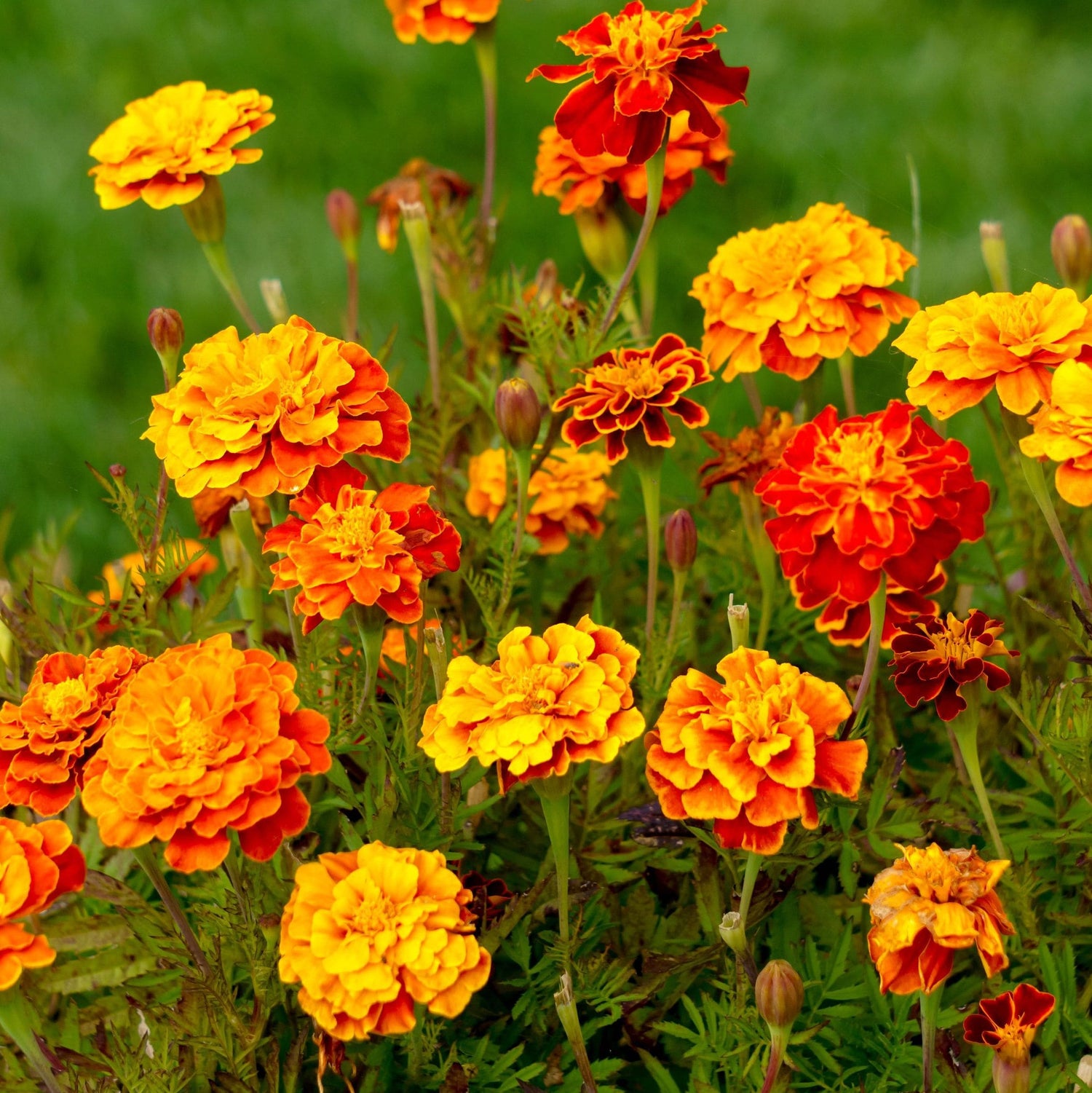 Bouquet of orange and yellow marigold flowers in a garden setting