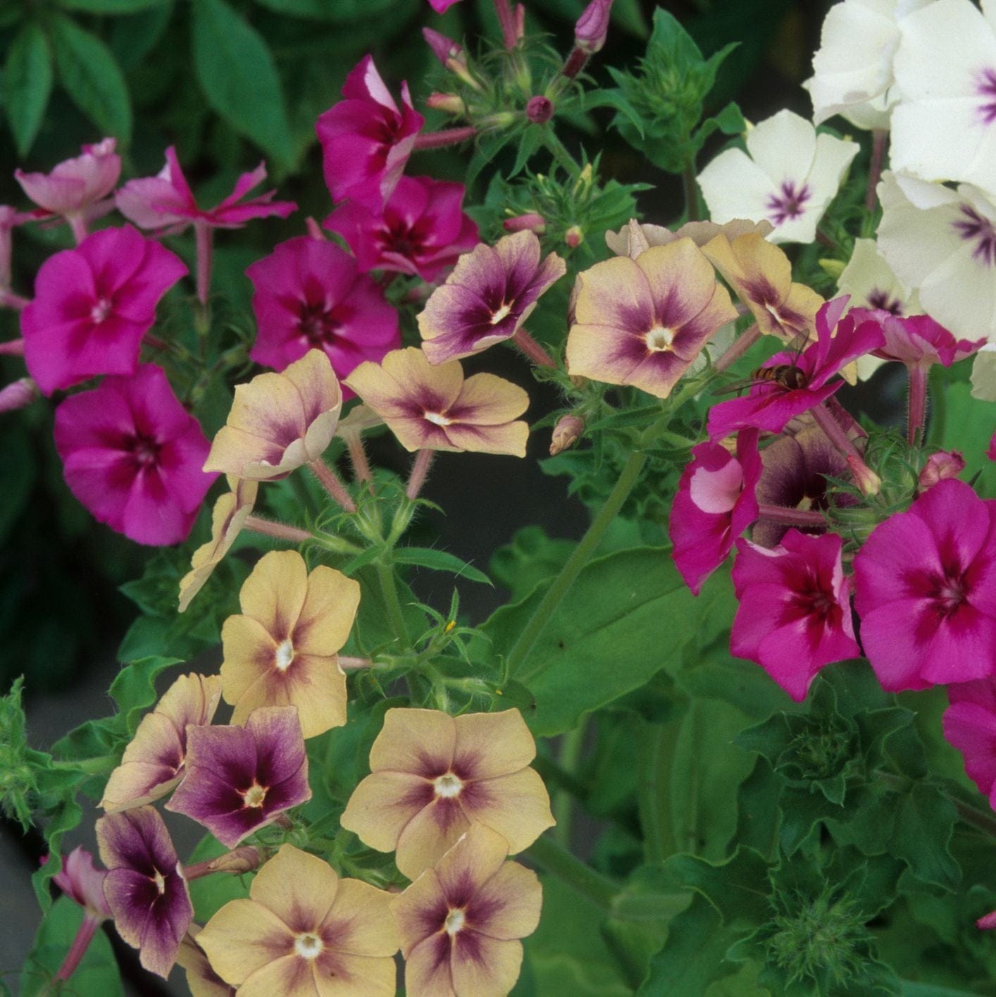 🌸 Phlox drummondii ‘Pastel Shades’ – Soft Annual Blooms