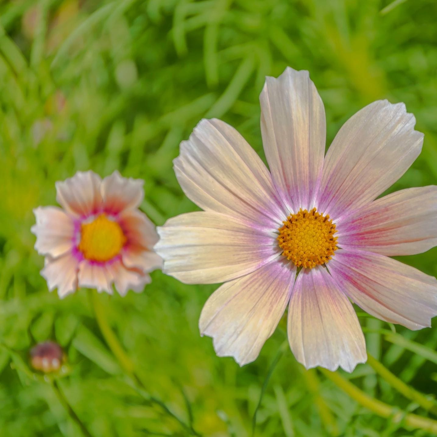 Two pink flowers with yellow centers on a green background