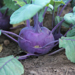 Purple kohlrabi growing in a garden with green leaves.