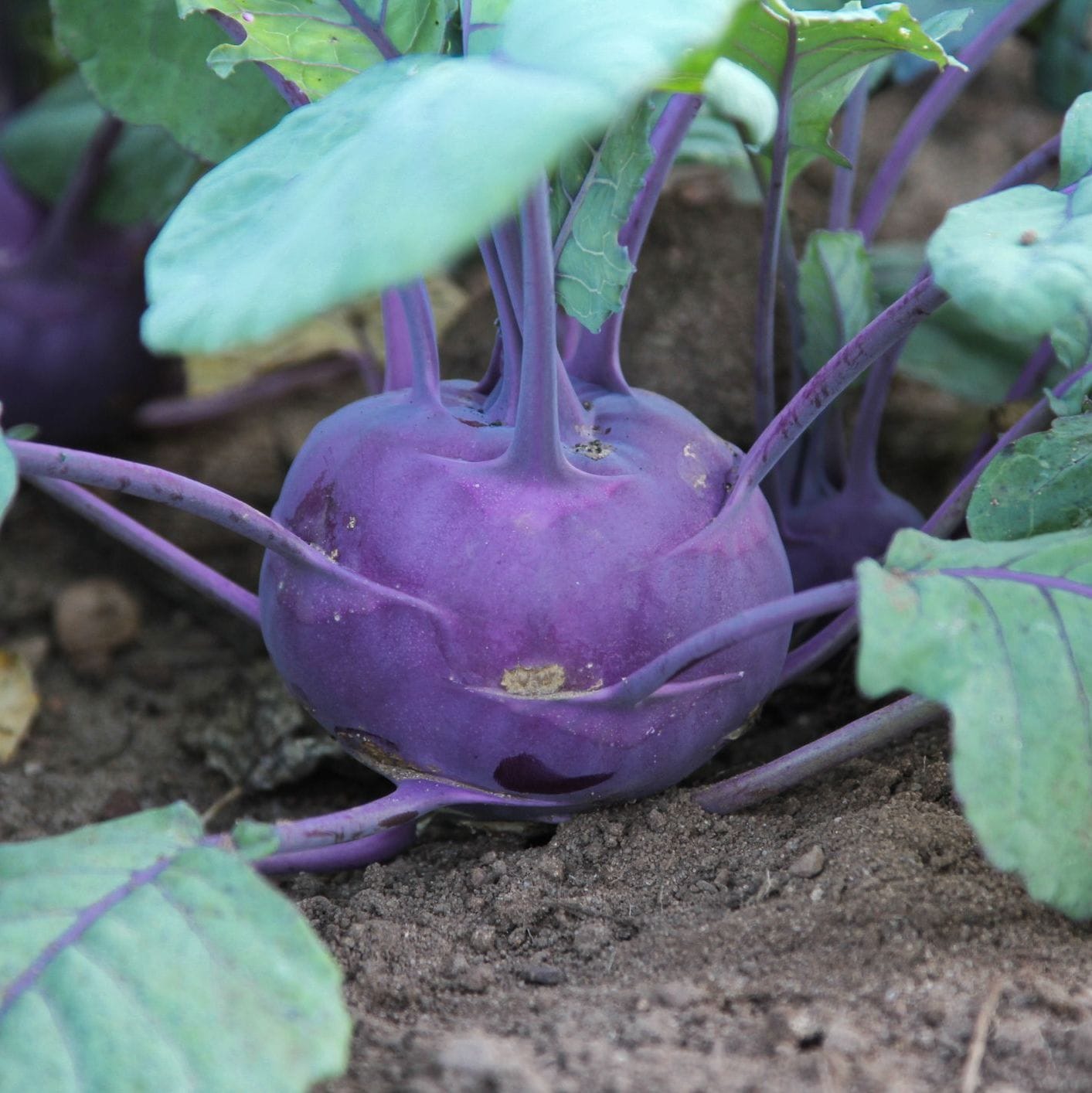 Purple kohlrabi growing in a garden with green leaves.