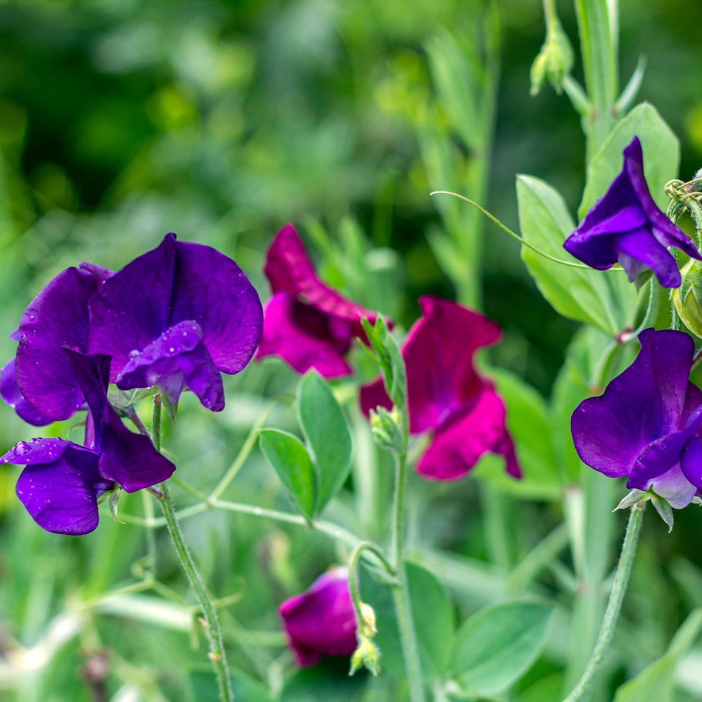 Sweet Pea – Cupani (Heirloom)