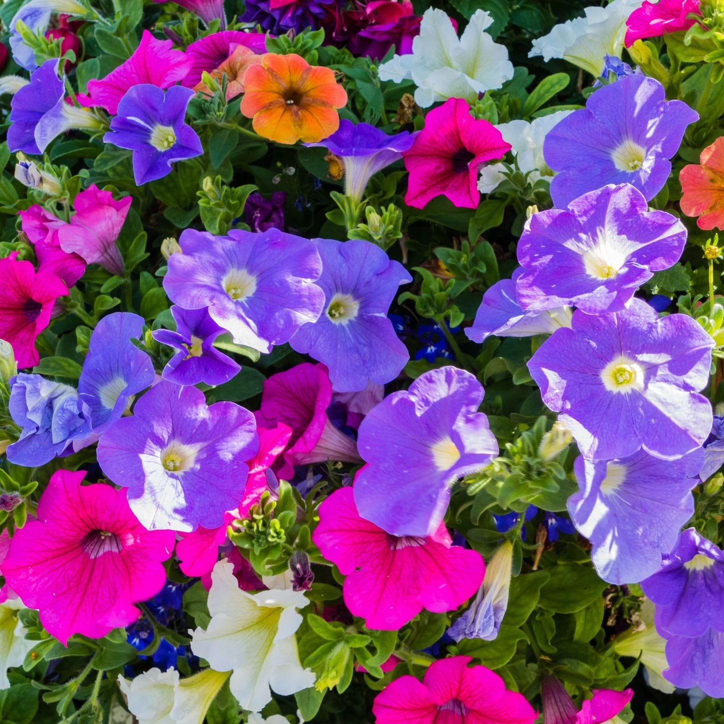 Colorful mix of petunia flowers including purple, pink, and white.