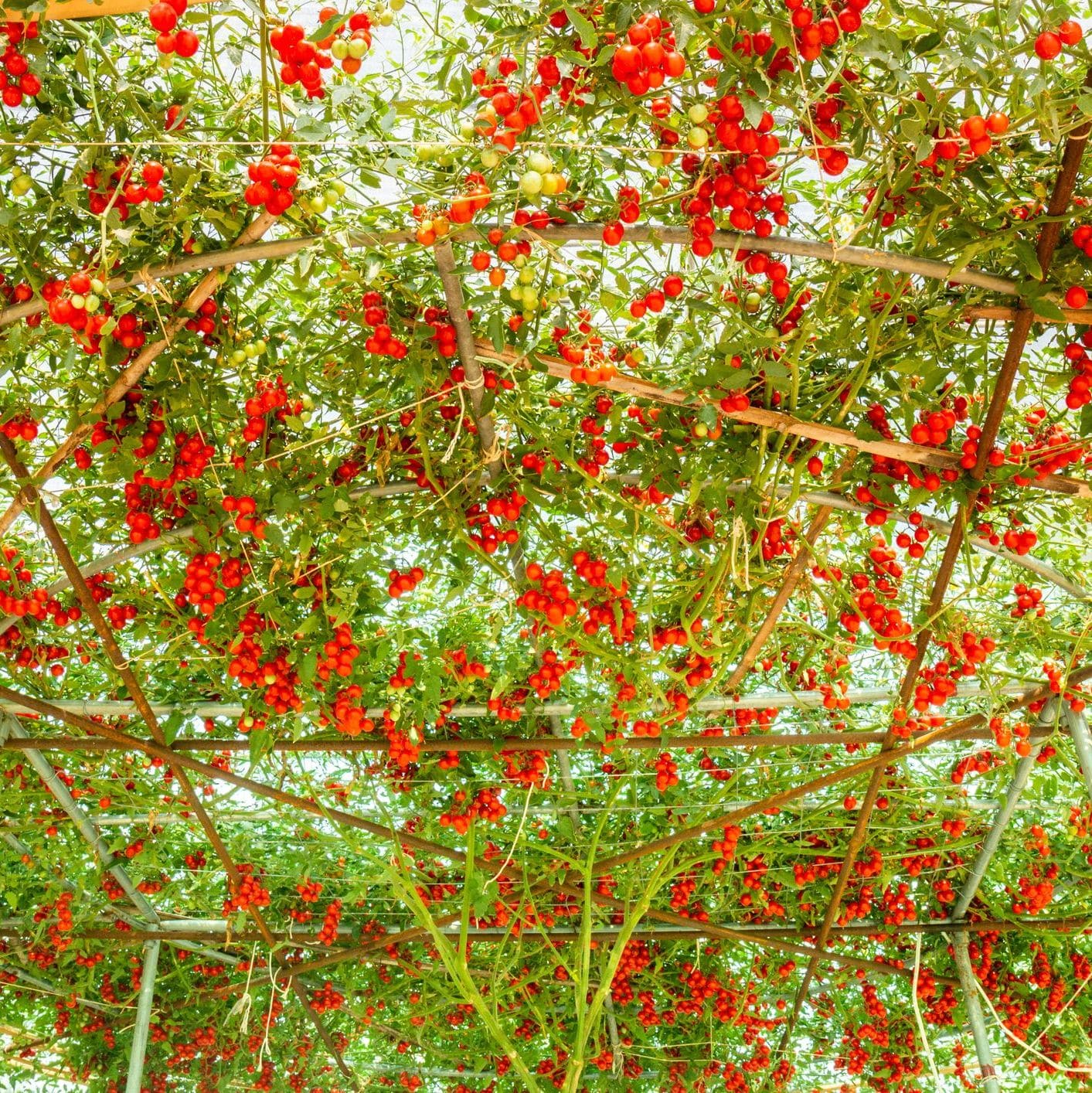 Tomato – Giant Tree (Heirloom)