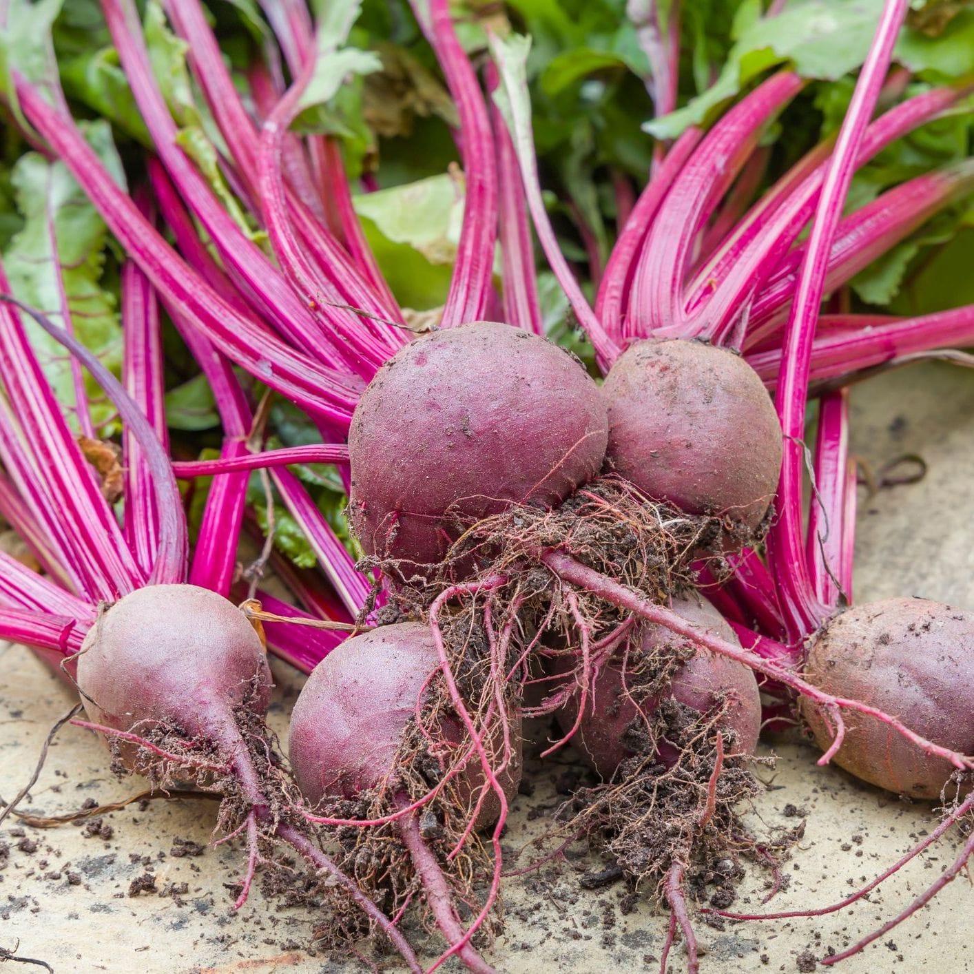 Beetroot – Early Wonder (Heirloom)