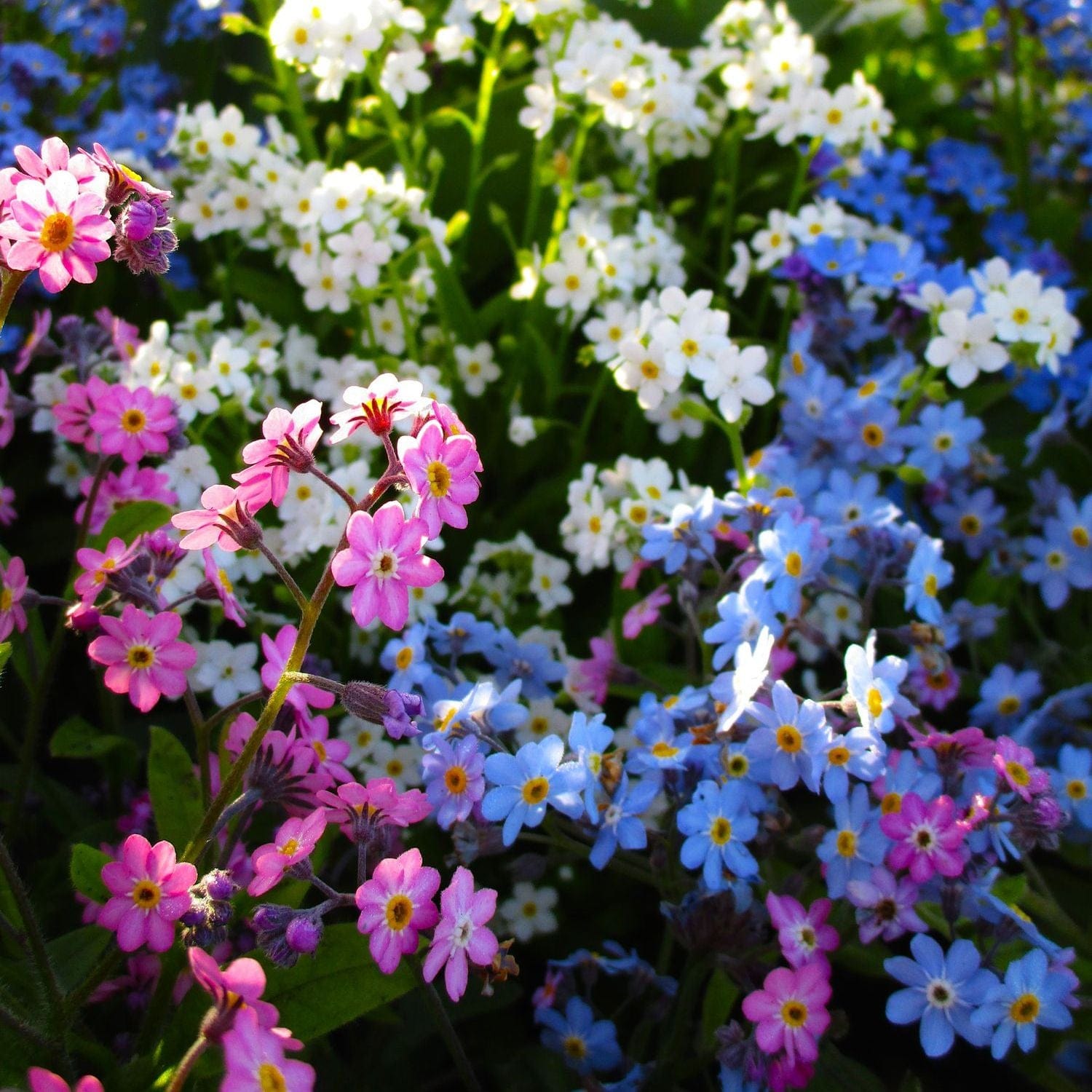 Organic Garden Selection