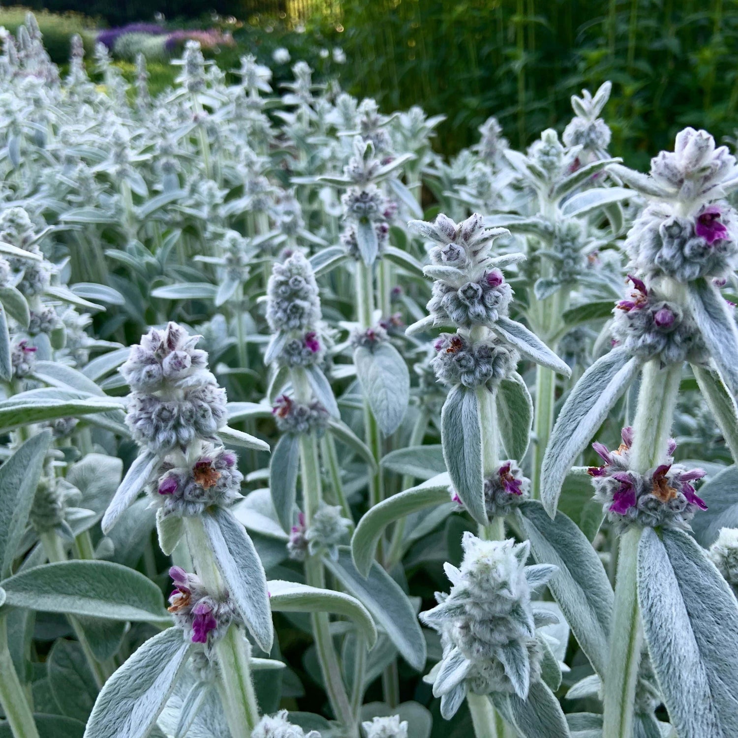 Field of white and purple flowers with green leaves